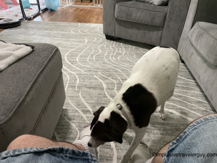 White and brown dog sniffing around the living room floor between gray couches, with a baby gate, play mat, exercise ball, and robot vacuum visible in the background.